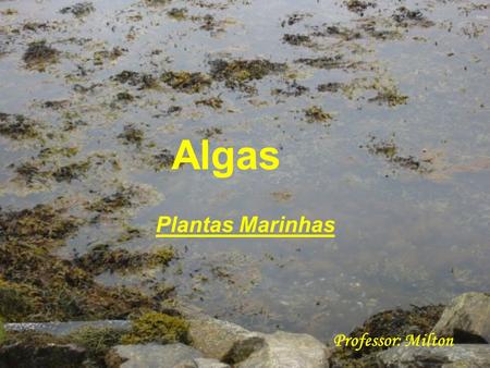 Algas Plantas Marinhas Professor: Milton. Reino Protista Unicelulares e Pluricelulares - Talófitos Eucariontes ( Complexidade celular) Pigmentados: Clorofilas.
