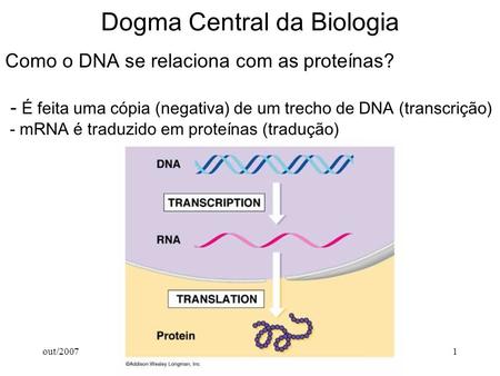 Out/20071 Dogma Central da Biologia Como o DNA se relaciona com as proteínas? - É feita uma cópia (negativa) de um trecho de DNA (transcrição) - mRNA é.
