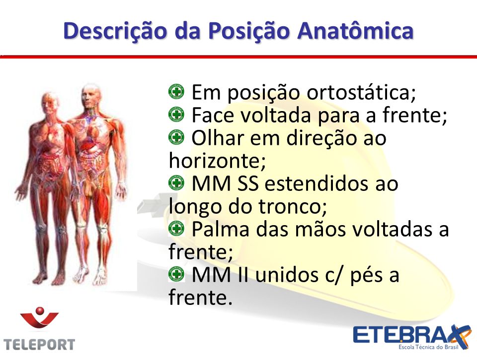 Estrutura anatomica do corpo humano