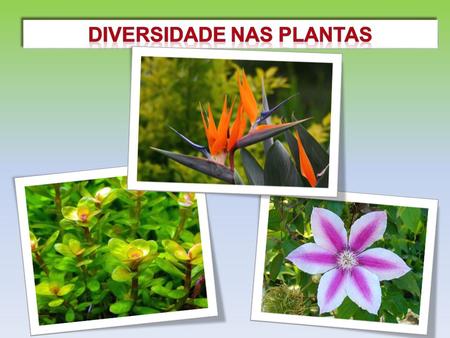 Diversidade nas plantas