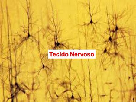 Tecido Nervoso. Coordena a função de vários órgãos especializados Acha-se distribuído pelo organismo formando uma rede de comunicações, que constitui.