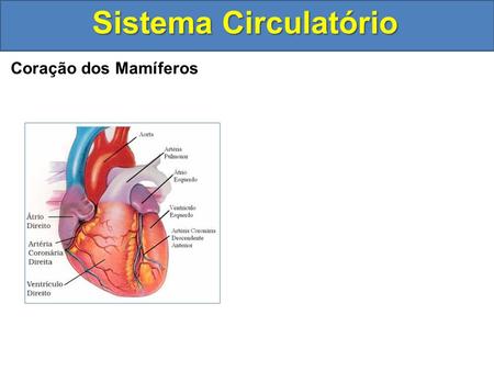Sistema Circulatório Coração dos Mamíferos.