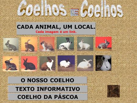 Coelhos Coelhos E CADA ANIMAL, UM LOCAL. O NOSSO COELHO