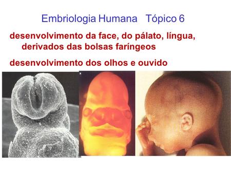 Embriologia Humana Tópico 6