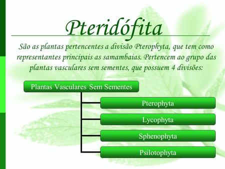 Pteridófita São as plantas pertencentes a divisão Pterophyta, que tem como representantes principais as samambaias. Pertencem ao grupo das plantas vasculares.