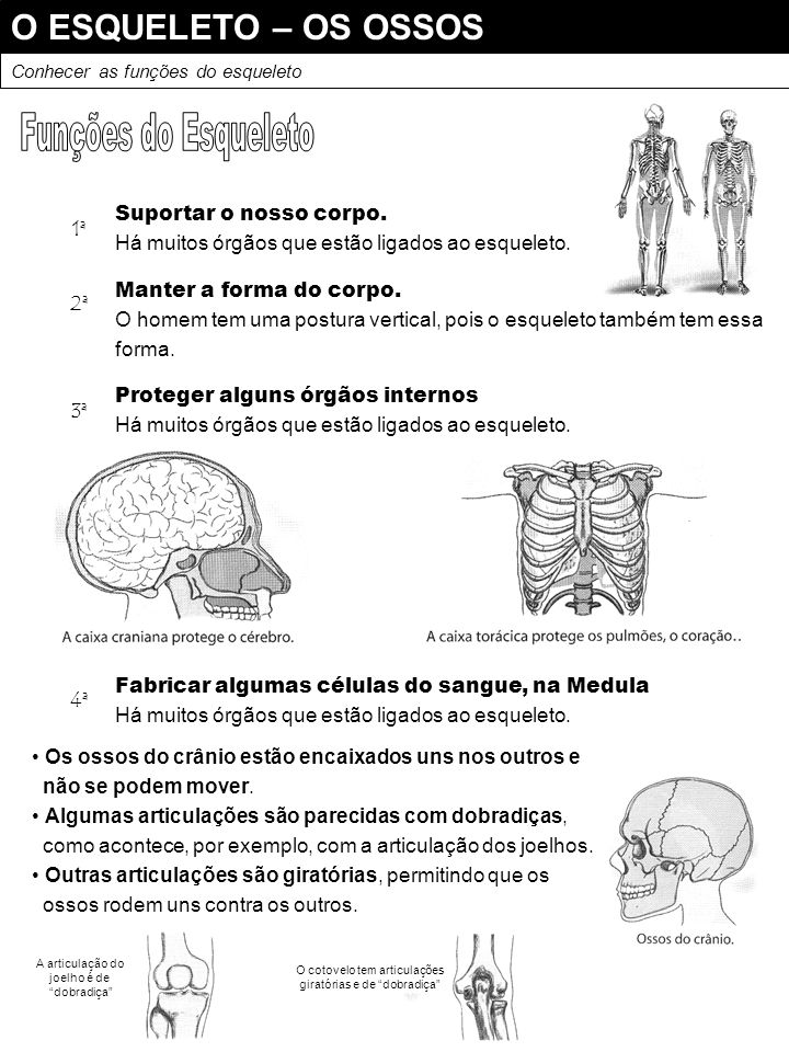Exercicios anatomia humana ossos
