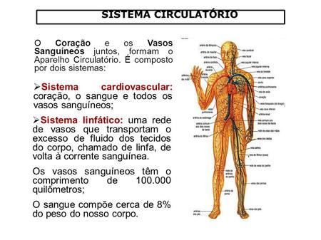 SISTEMA CIRCULATÓRIO O Coração e os Vasos Sanguíneos juntos, formam o Aparelho Circulatório. É composto por dois sistemas: Sistema cardiovascular: coração,