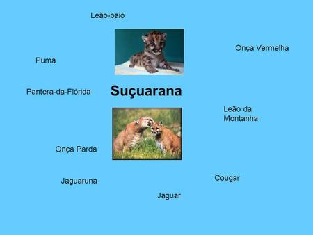 Suçuarana Leão-baio Onça Vermelha Puma Pantera-da-Flórida