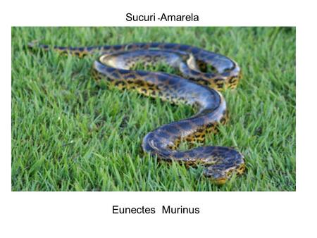 Sucuri -Amarela Eunectes Murinus.