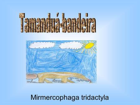 Tamanduá-bandeira Mirmercophaga tridactyla.