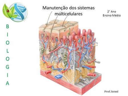 Manutenção dos sistemas multicelulares