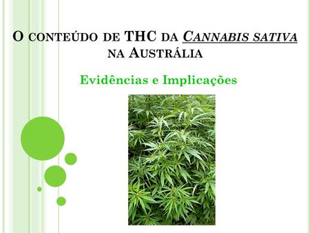 O conteúdo de THC da Cannabis sativa na Austrália