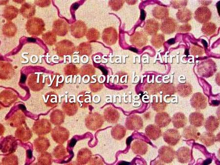 Sorte não estar na África: Trypanosoma brucei e variação antigênica
