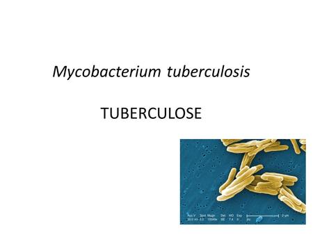 Mycobacterium tuberculosis TUBERCULOSE
