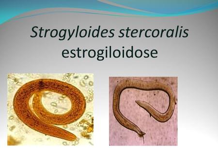 Strogyloides stercoralis estrogiloidose