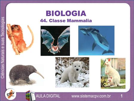 1 Ciências Naturais e suas Tecnologias AULA DIGITAL BIOLOGIA 44. Classe Mammalia.