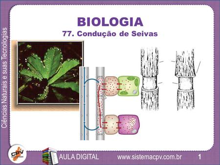 1 Ciências Naturais e suas Tecnologias AULA DIGITAL BIOLOGIA 77. Condução de Seivas.