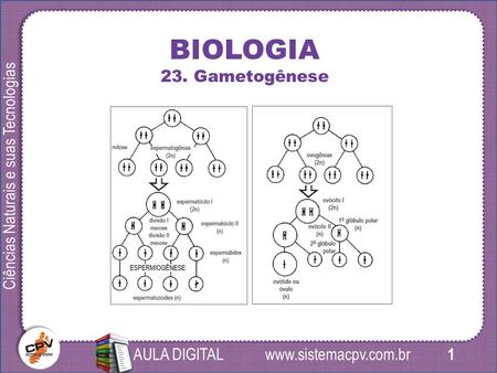 1 Ciências Naturais e suas Tecnologias AULA DIGITAL BIOLOGIA 23. Gametogênese.