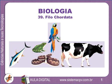 1 Ciências Naturais e suas Tecnologias AULA DIGITAL BIOLOGIA 39. Filo Chordata.