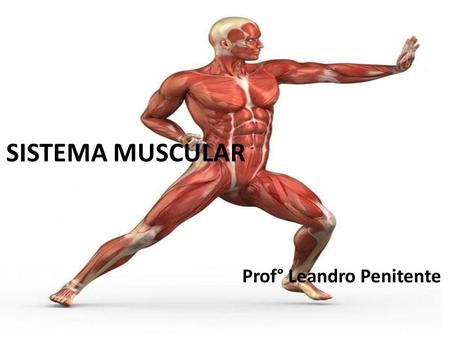 SISTEMA MUSCULAR Prof° Leandro Penitente. MÚSCULOS  O corpo humano possui mais de 600 músculos estriados que recobrem o esqueleto;  os músculos são.