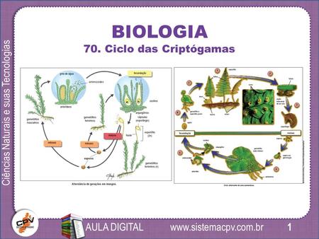 1 Ciências Naturais e suas Tecnologias AULA DIGITAL BIOLOGIA 70. Ciclo das Criptógamas.