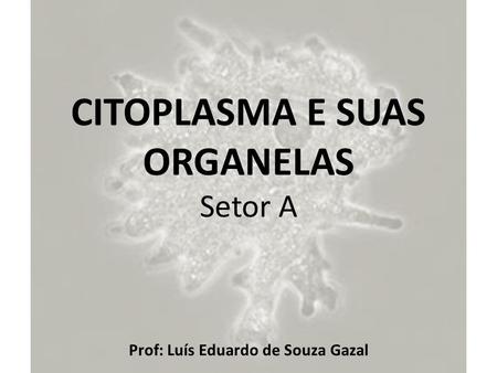 CITOPLASMA E SUAS ORGANELAS Setor A Prof: Luís Eduardo de Souza Gazal.