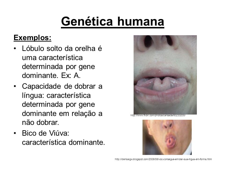 Mendelismo genetica