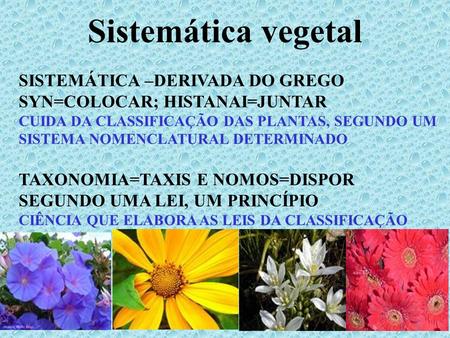 Sistemática vegetal SISTEMÁTICA –DERIVADA DO GREGO SYN=COLOCAR; HISTANAI=JUNTAR CUIDA DA CLASSIFICAÇÃO DAS PLANTAS, SEGUNDO UM SISTEMA NOMENCLATURAL DETERMINADO.