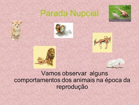 Parada Nupcial Vamos observar alguns comportamentos dos animais na época da reprodução.