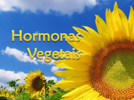 Hormonas Vegetais.