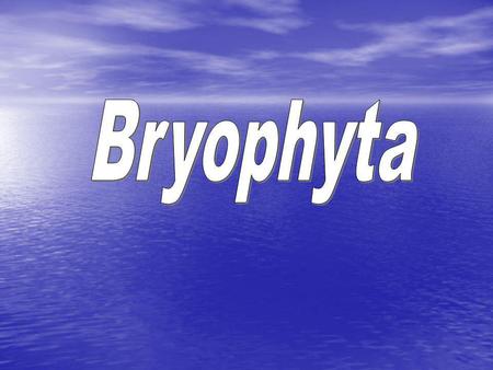 Bryophyta.