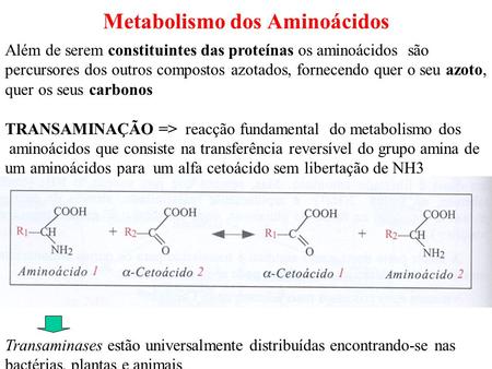 Metabolismo dos Aminoácidos