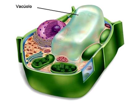 Os vacúolos das células vegetais são interpretados com regiões expandidas do retículo endoplasmático. A expansão do vacúolo leva o restante do citoplasma.