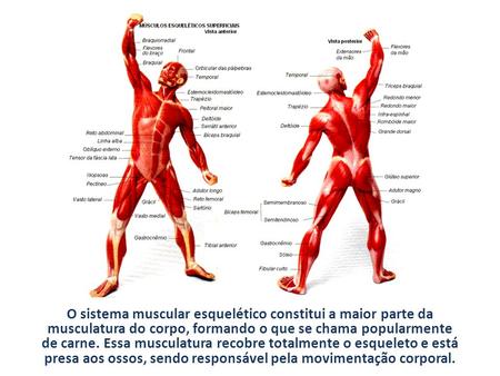 O sistema muscular esquelético constitui a maior parte da musculatura do corpo, formando o que se chama popularmente de carne. Essa musculatura recobre.