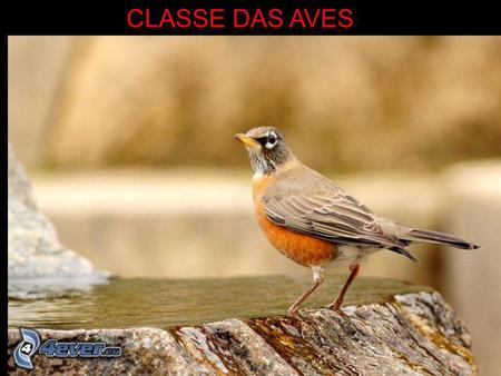 CLASSE DAS AVES.