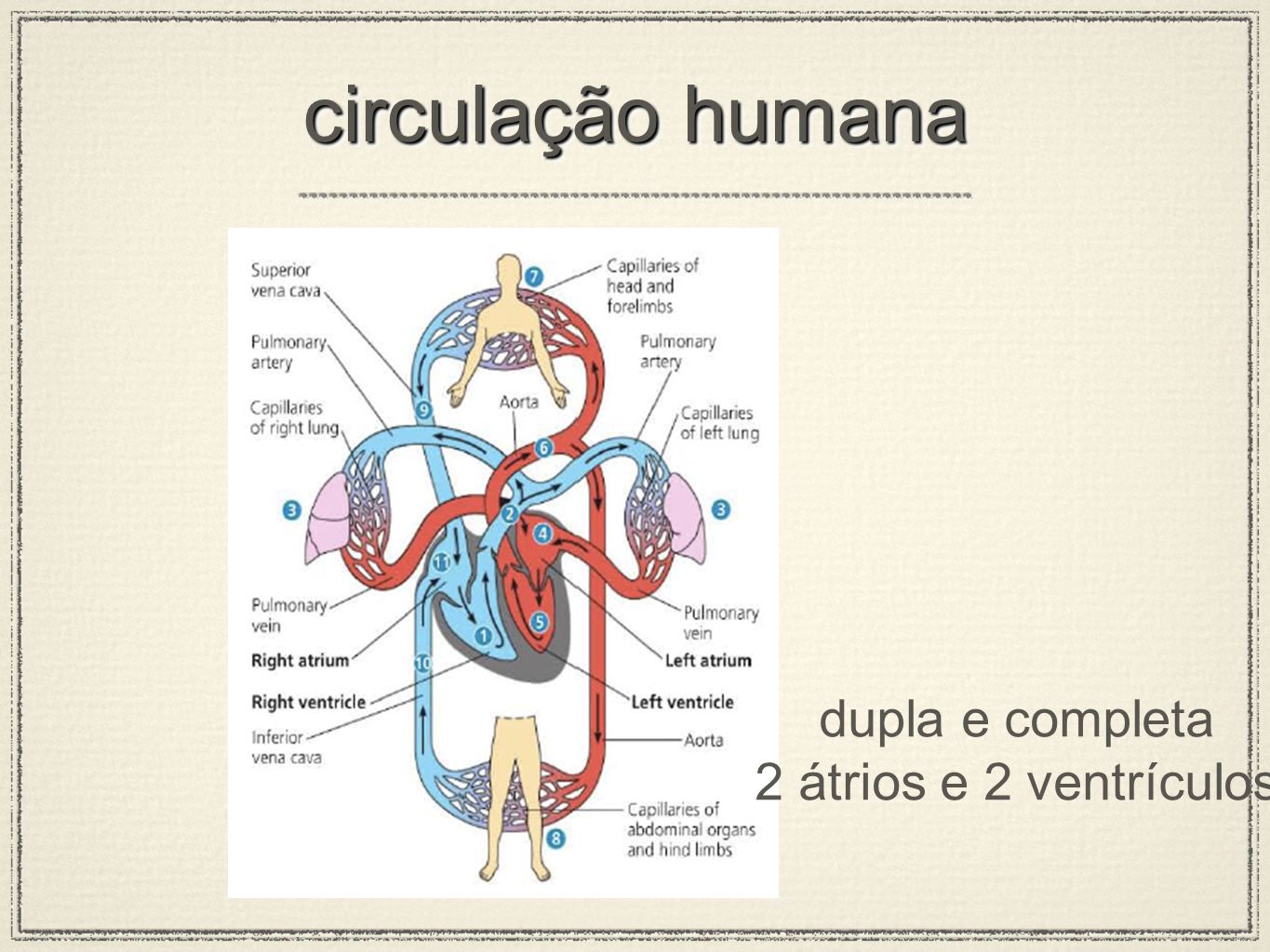 Fisiologia humana completa