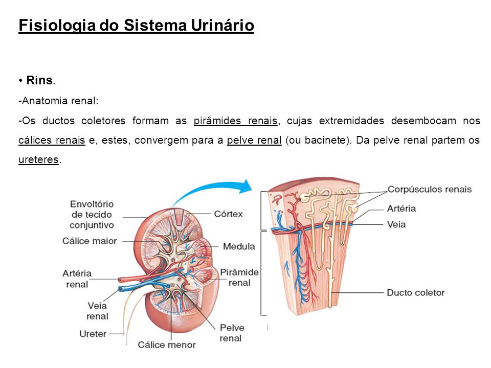 Sistema renal anatomia e fisiologia