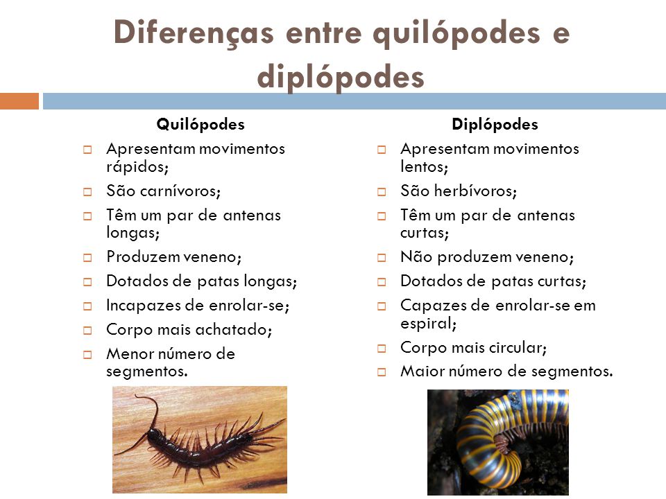 Resultado de imagem para quilópodes e diplópodes diferenças
