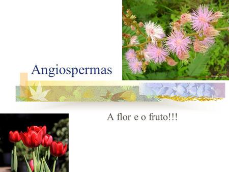 Angiospermas A flor e o fruto!!!.