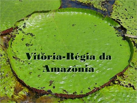 Vitória-Régia da Amazônia