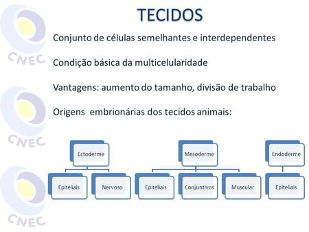TECIDOS Conjunto de células semelhantes e interdependentes