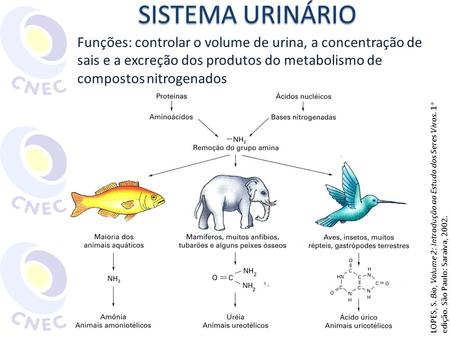 SISTEMA URINÁRIO Funções: controlar o volume de urina, a concentração de sais e a excreção dos produtos do metabolismo de compostos nitrogenados LOPES,