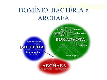 DOMÍNIO: BACTÉRIA e ARCHAEA