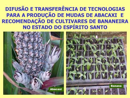 DIFUSÃO E TRANSFERÊNCIA DE TECNOLOGIAS PARA A PRODUÇÃO DE MUDAS DE ABACAXI E RECOMENDAÇÃO DE CULTIVARES DE BANANEIRA NO ESTADO DO ESPÍRITO SANTO Banana.
