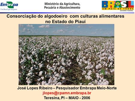 Consorciação do algodoeiro com culturas alimentares no Estado do Piauí