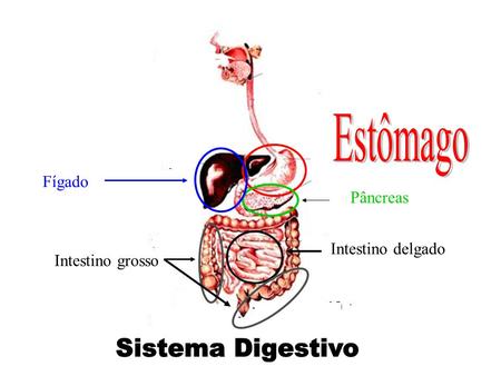 Estômago Sistema Digestivo Fígado Pâncreas Intestino delgado