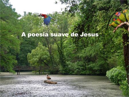 A poesia suave de Jesus.