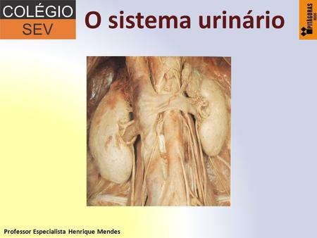 O sistema urinário Professor Especialista Henrique Mendes.
