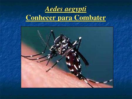 Aedes aegypti Conhecer para Combater