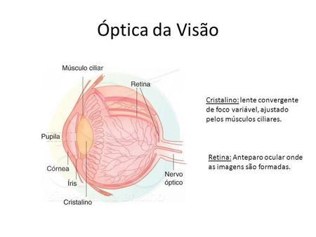 Óptica da Visão Cristalino: lente convergente de foco variável, ajustado pelos músculos ciliares. Retina: Anteparo ocular onde as imagens são formadas.